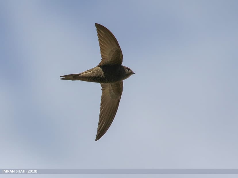 Common Swift (Apus apus) | Common Swift (Apus apus) captured… | Flickr
