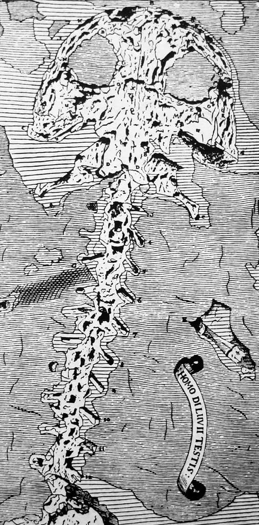 Andrias scheuchzeri (fossil amphibian) (Oeningen Formation… | Flickr