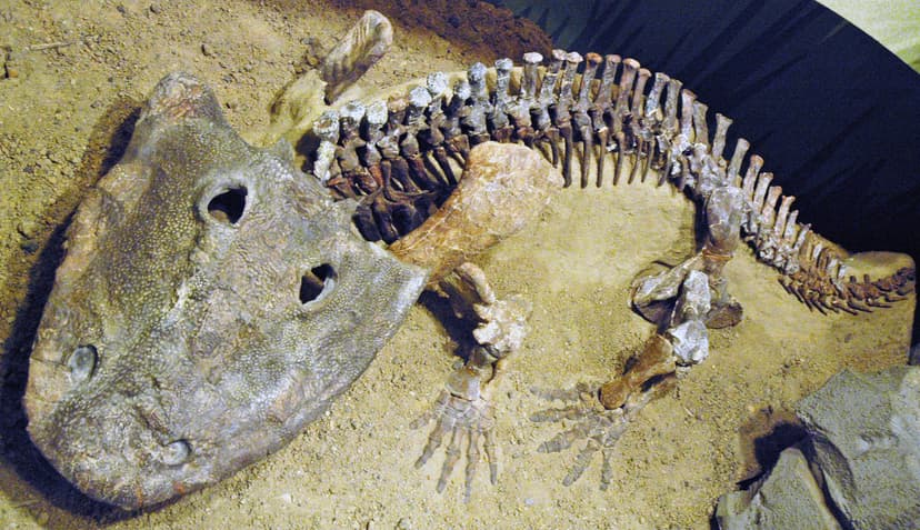 Eryops megacephalus (fossil amphibian) (Lower Permian; Tex… | Flickr