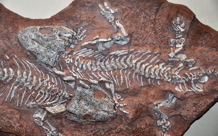 Seymouria sanjuanensis (fossil amphibians) (Tambach Format… | Flickr