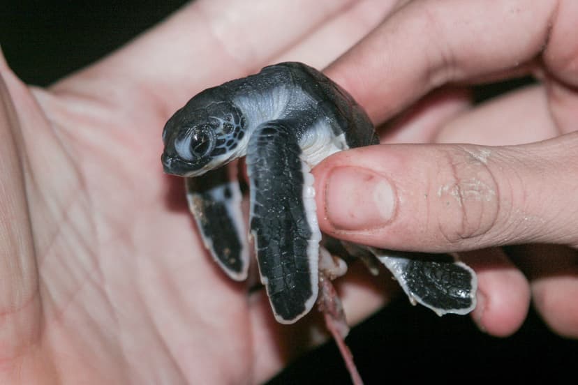 Cheloniidae: Chelonia mydas (Green Sea Turtle) - hatchling… | Flickr