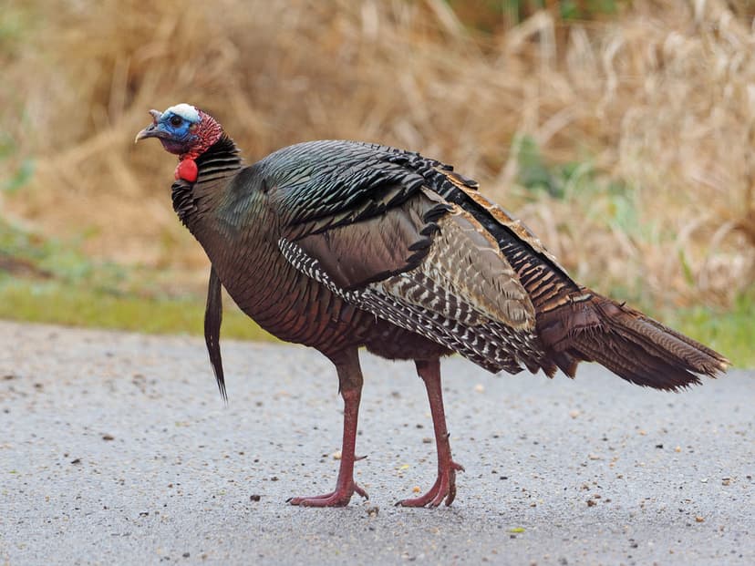 117/366 Wild Turkey - Meleagris gallopavo, Occoquan Bay Na… | Flickr