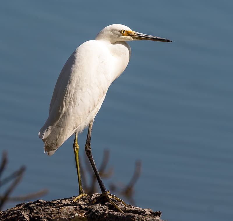 Little Egret (Egretta garzetta nigripes) | Tweed Heads, New … | Flickr