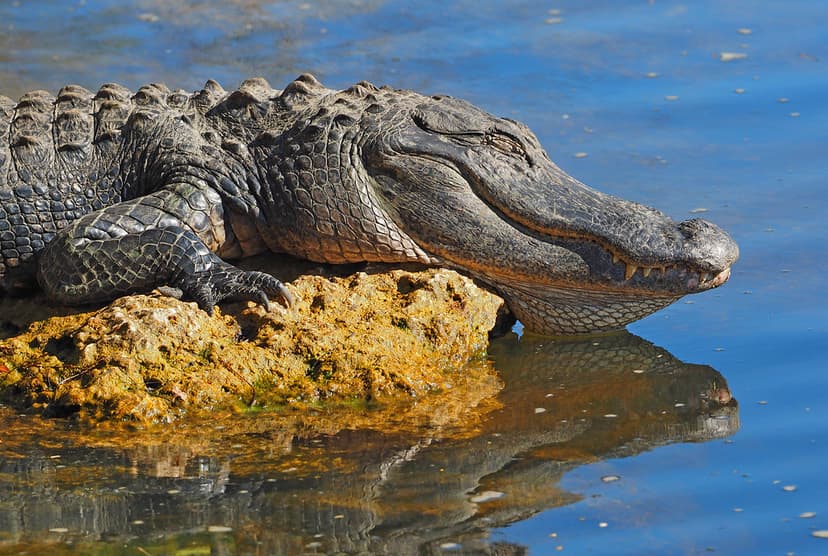 American Alligator - Alligator mississippiensis, Big Cypre… | Flickr