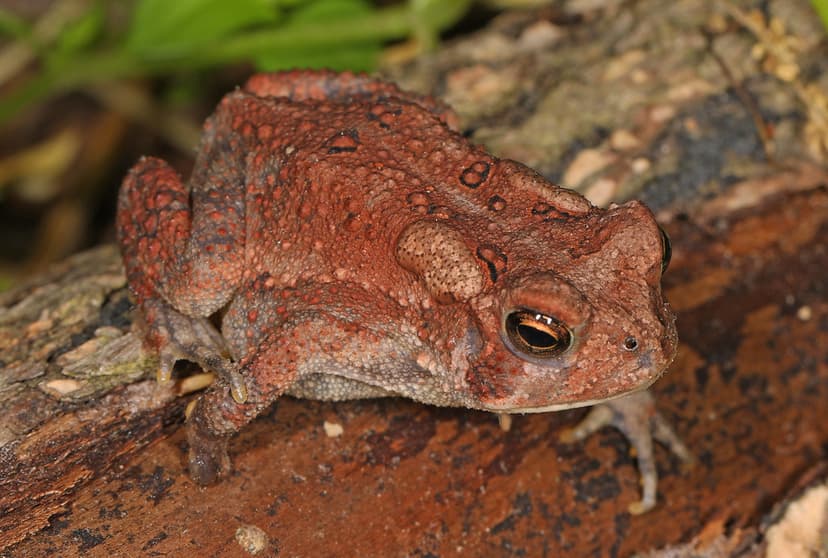 American toad - Anaxyrus americanus, Mason Neck, Virginia | Flickr