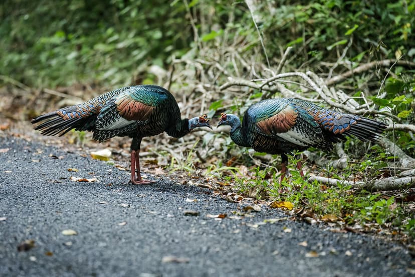 Ocellated Turkey | Meleagris ocellata A stunning bird found … | Flickr