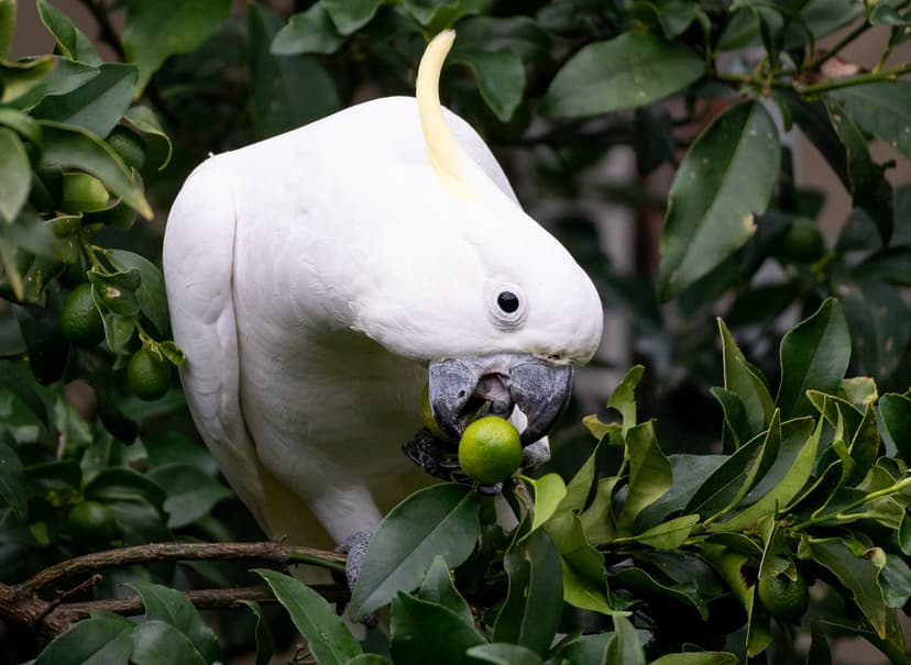 Sulphur crested cockatoo eating our cumquats #marineexplor… | Flickr