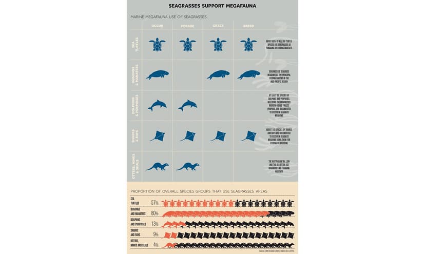 Seagrasses Support Megafauna | The provision of shelter, fee… | Flickr