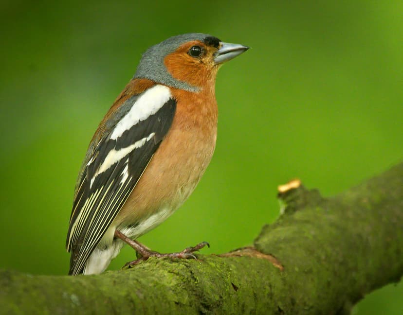 Chaffinch | Common chaffinch (Fringilla coelebs) male perche… | Flickr