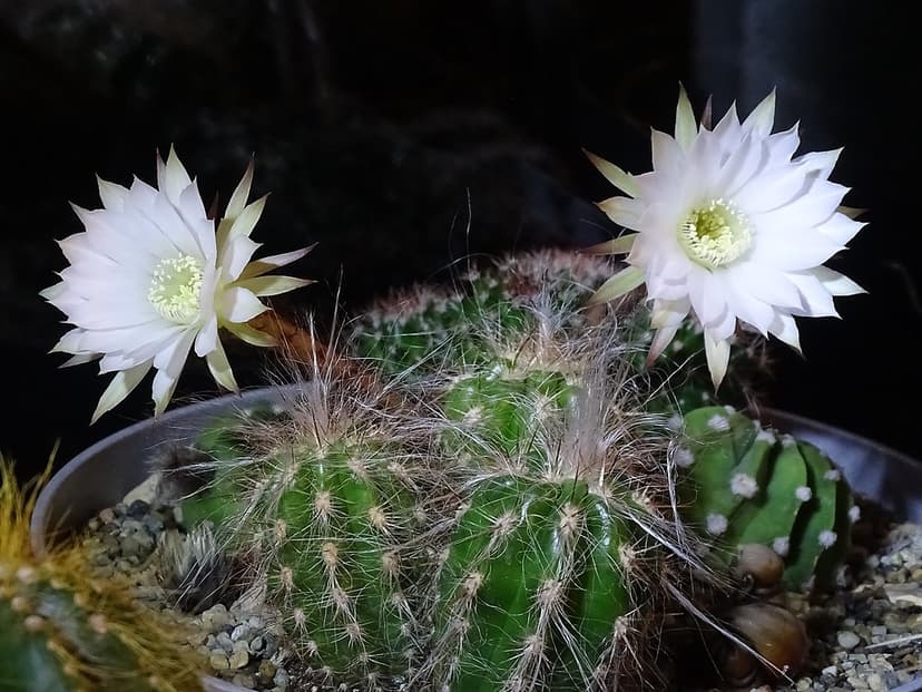 Night Flowering Cactus | Flowers open at midnight and have d… | Flickr