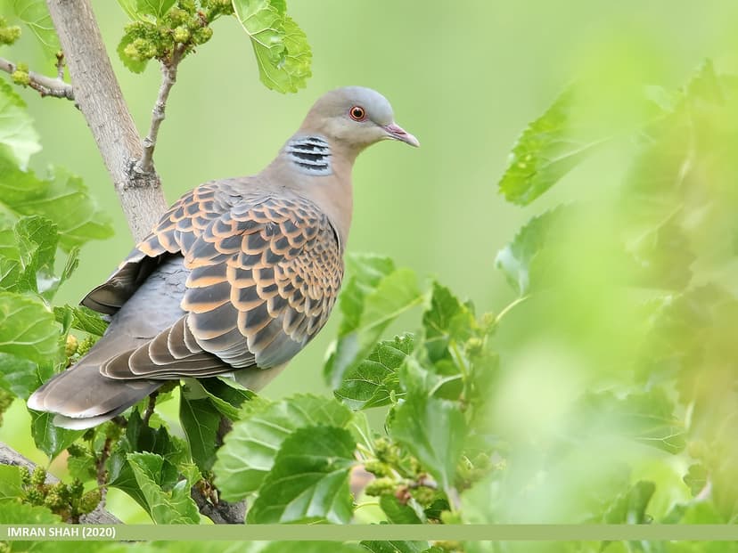 Oriental Turtle Dove (Streptopelia orientalis) | Oriental Tu… | Flickr