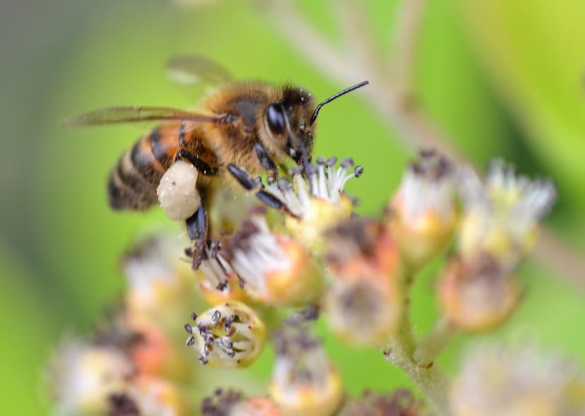 Honey bee on Photinia davidiana var davidiana 2/3 | nice loo… | Flickr