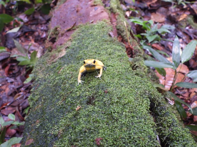 Phyllobates terribilis | Golden Dart Frog Reserva Ranita Ter… | Flickr