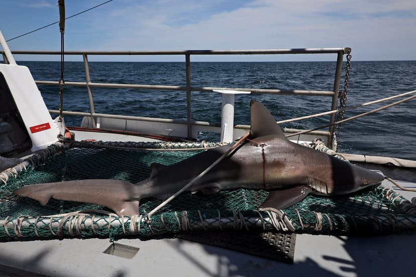 Cassidy Peterson | A juvenile Sandbar shark waits to be rele… | Flickr