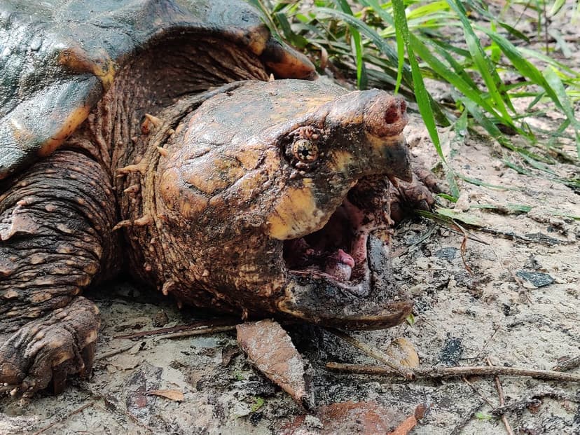 46-pound Suwannee alligator snapping turtle, Macrochelys s… | Flickr