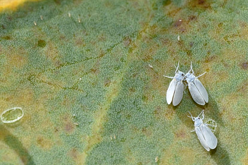 White Fly | There were many of these tiny insects flying in … | Flickr
