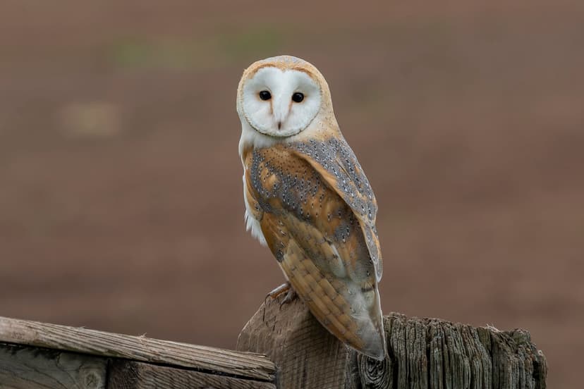 Barn Owl - Tyto alba | A week away in the Scottish Borders w… | Flickr