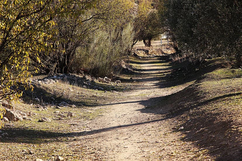 camino rural entre retamas, olivos y almendros | m. m. v. | Flickr