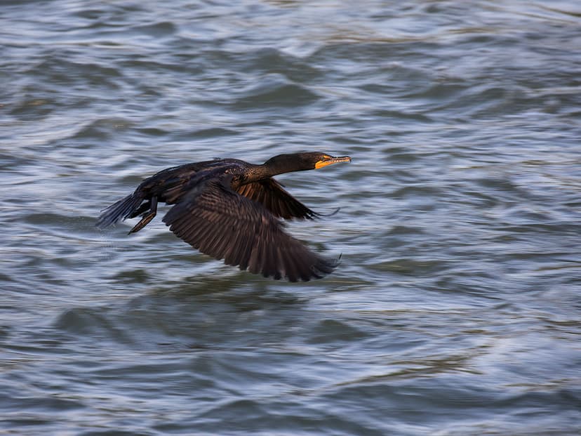 Double-crested Cormorant | Nannopterum auritum auritum Lake … | Flickr