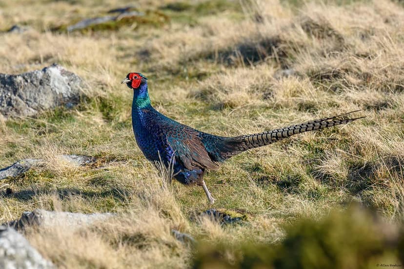 Common Pheasant (Phasianus colchicus var. tenebrosus), mal… | Flickr