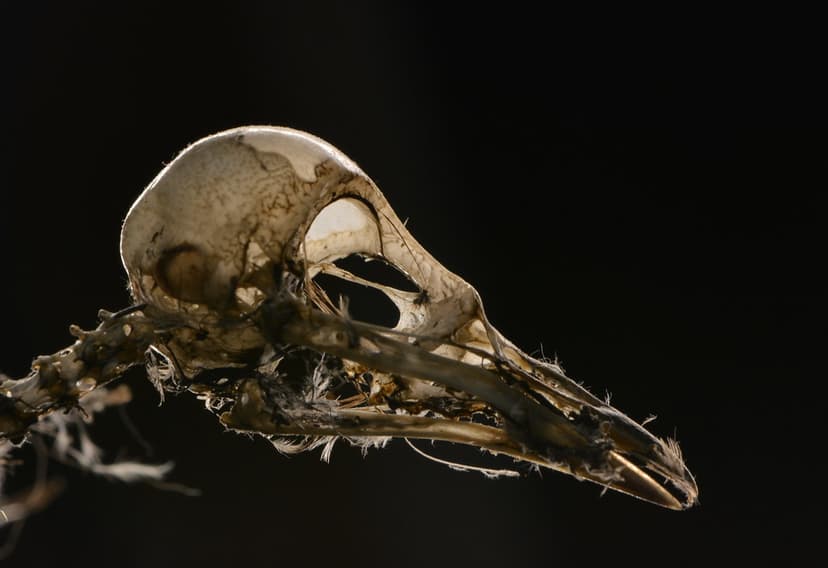 Bird brained | An empty, translucent skull. Found the bird a… | Flickr