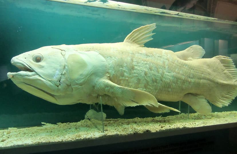 West Indian Coelacanth, Natural History Museum, Vienna, Au… | Flickr