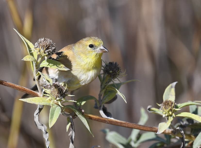 American Goldfinch - Election Poem by Alfred LaMotte below… | Flickr