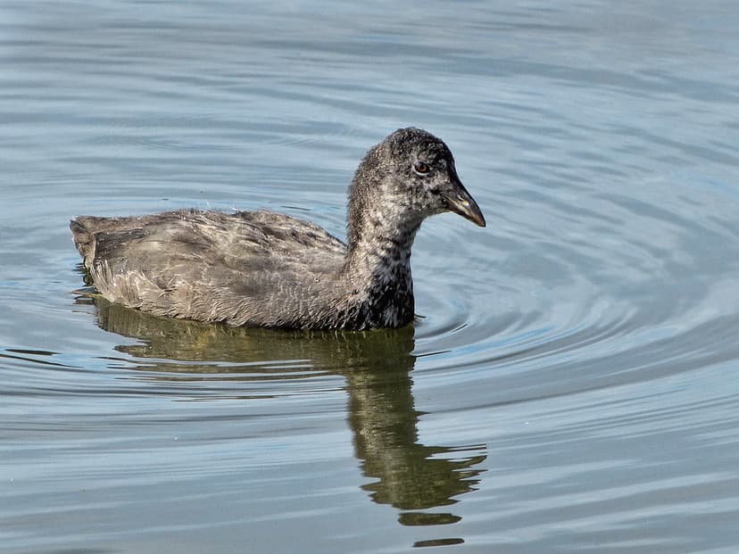 Juvenile Coot | The Australian Coot (Fulica atra) is self-in… | Flickr