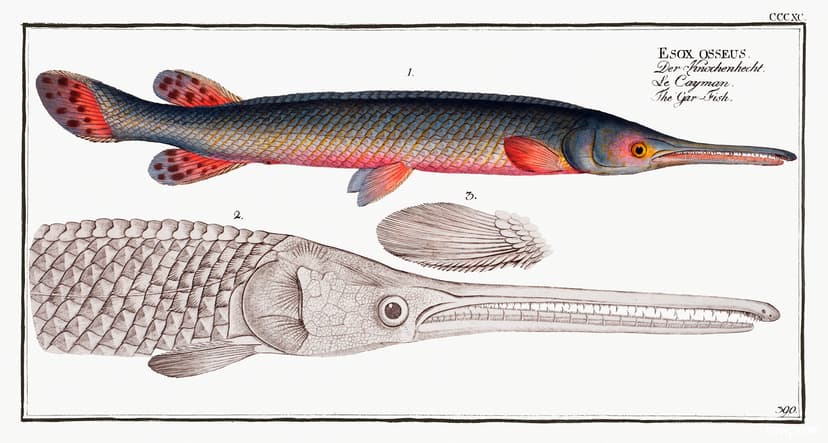 Gar-Fish (Esox osseus) from Ichtylogie, ou Histoire nature… | Flickr