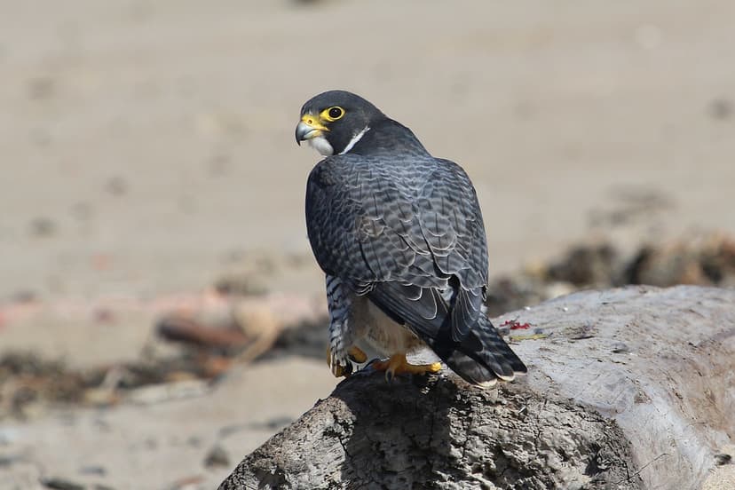 Peregrine Falcon (Falco peregrinus) | One of two adult Pereg… | Flickr