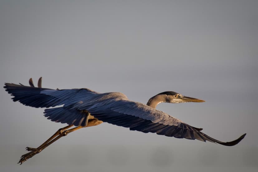 Great Blue Heron in Flight - (Ardea herodias) | Great Blue H… | Flickr