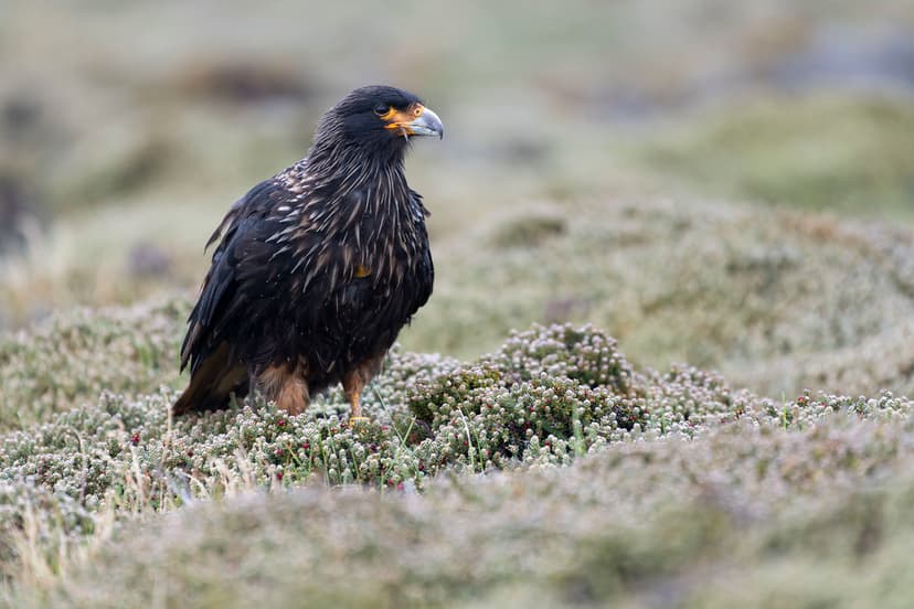 Striated Caracara | Pebble Island, Falkland Islands, UK | Michael ...