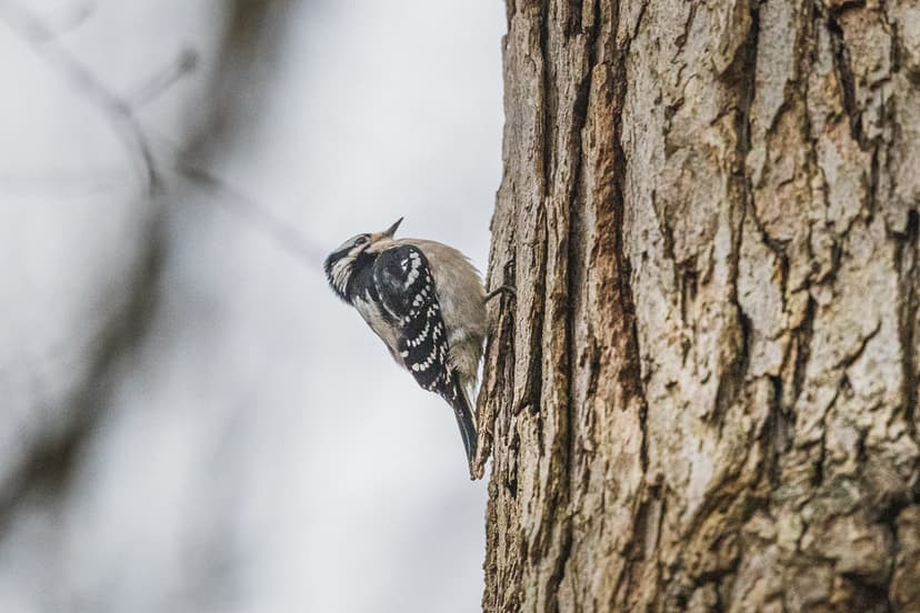 Downy woodpecker ♀︎ | "Knock, knock, knock, knock," I heard ...