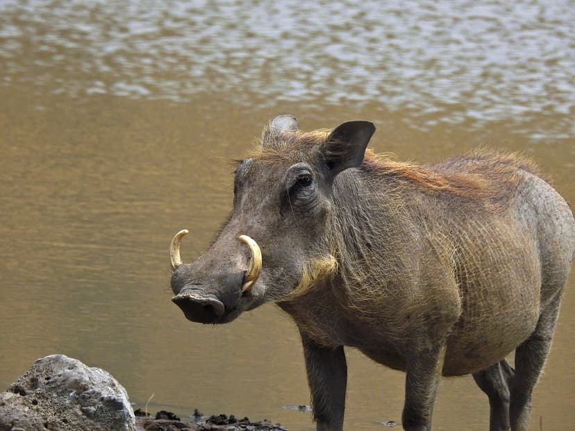 3369ex Posing Pumba **Explore** | Warthog near the water in … | Flickr