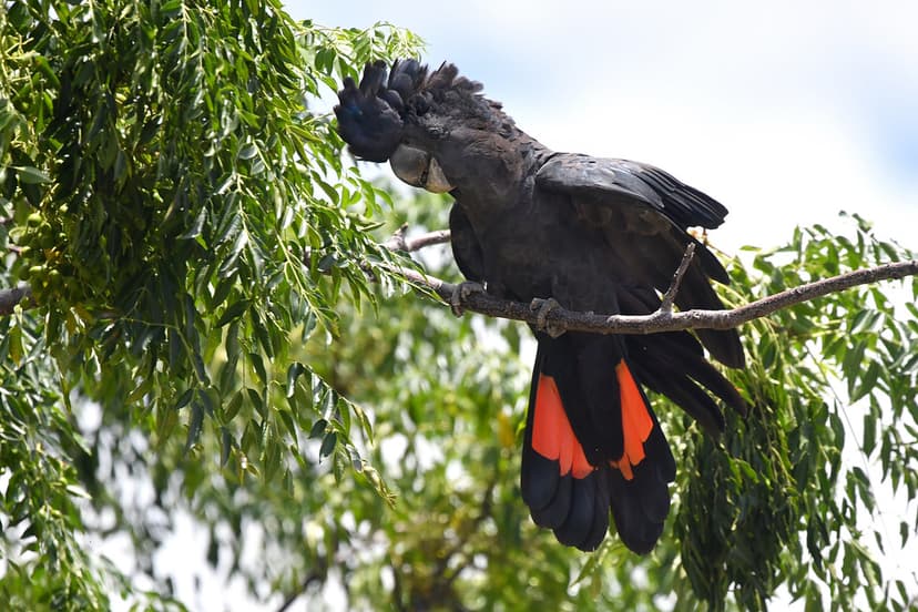 Red-tailed Black-Cockatoo | At this time of the year a small… | Flickr