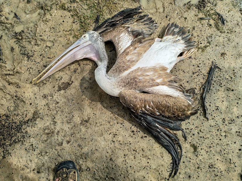 Dead Pelican | Mike Prince | Flickr