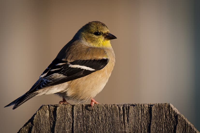 American Goldfinch. - Spinus tristus | Tomball Texas USA The… | Flickr