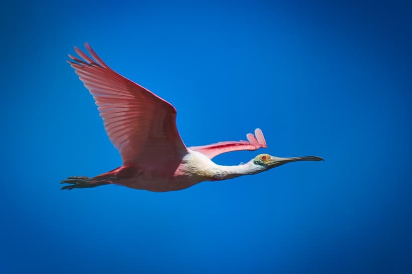Roseate Spoonbill. - platalea ajaja | Anahuac, Texas The ros… | Flickr