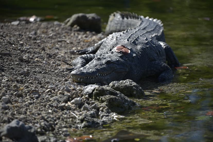 Crocodile on Land | FWC photo by Avery Bristol | Florida Fish and ...
