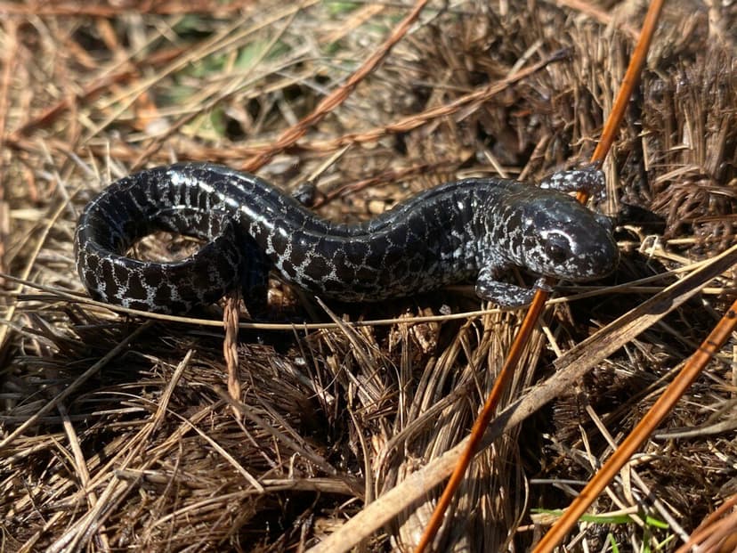 2020-21 Frosted Flatwoods Salamander (Ambystoma cingulatum… | Flickr