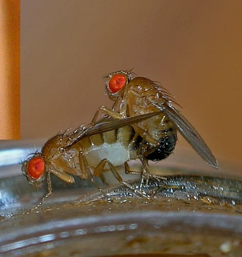 Fruit fly females prefer to mate with their own brothers o… | Flickr