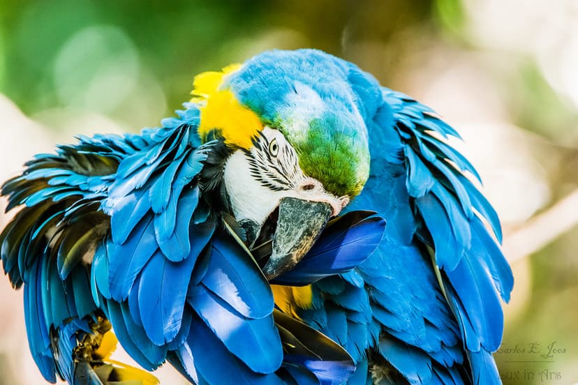 Parrots | Parrots, also known as psittacines /ˈsɪtəsaɪnz/,[1… | Flickr