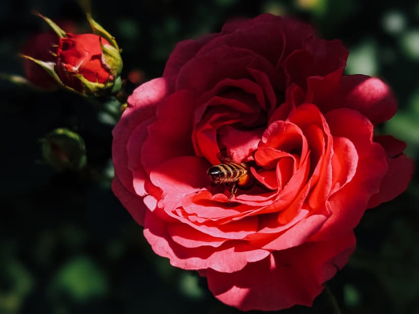 A bee pollinating a red rose flower | Ivan Radic | Flickr