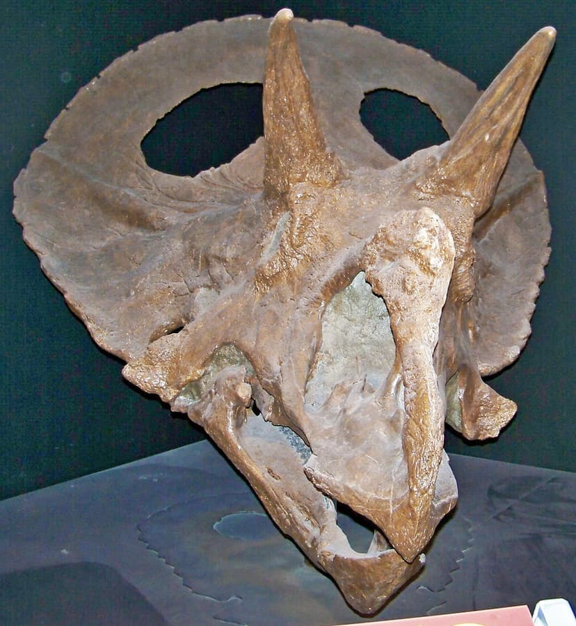 Torosaurus latus (ceratopsian dinosaur) (Hell Creek Format… | Flickr