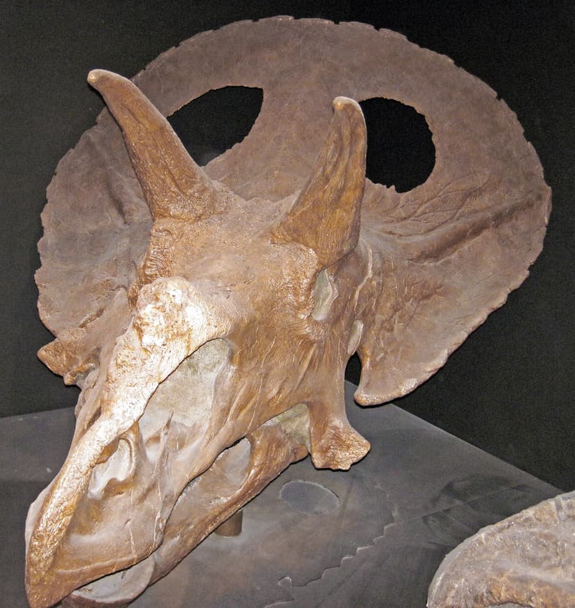 Torosaurus latus (ceratopsian dinosaur) (Hell Creek Format… | Flickr