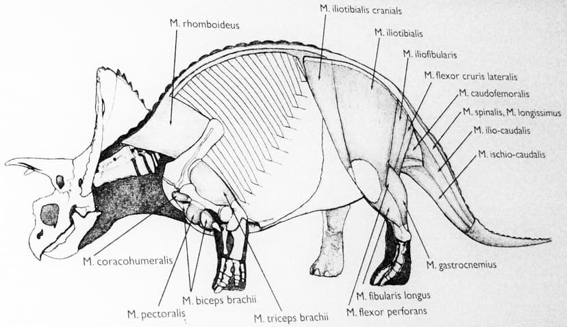 Torosaurus latus (ceratopsian dinosaur) reconstruction wit… | Flickr
