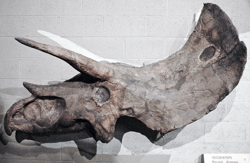 Triceratops sp. (ceratopsian dinosaur) (Late Cretaceous) 5… | Flickr