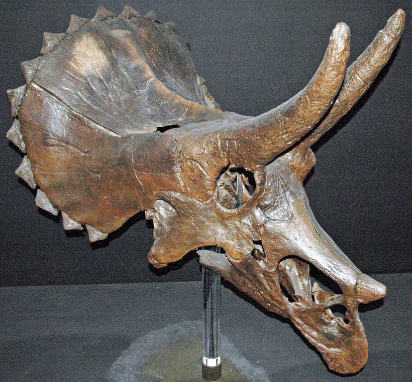 Triceratops sp. (ceratopsian dinosaur) (Hell Creek Formati… | Flickr