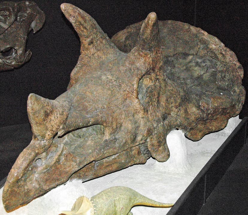 Triceratops sp. (ceratopsian dinosaur) (Hell Creek Formati… | Flickr