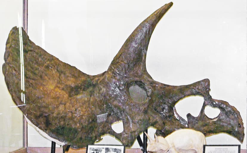 Triceratops horridus (ceratopsian dinosaur) (Hell Creek Fo… | Flickr